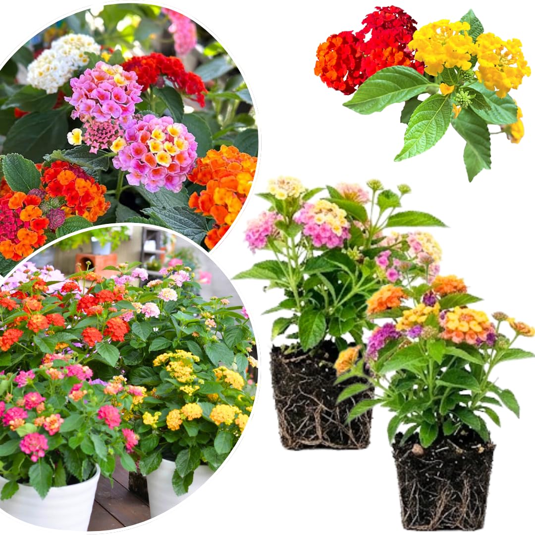 2 Lantana Plants Live, Lantanas Live Plants for Planting Indoor Outdoors, Perennial Flowers, 4-9 Inch Tall Well-Rooted (Multicolor Lantana)