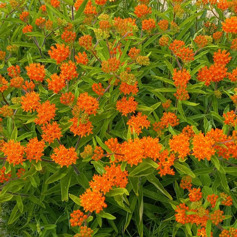 Set 2 Orange Milkweed Plants Live, 5-8" Tall Perennial Butterfly Milkweed Plants, Well Rooted, Asclepias Tuberosa Live Plant