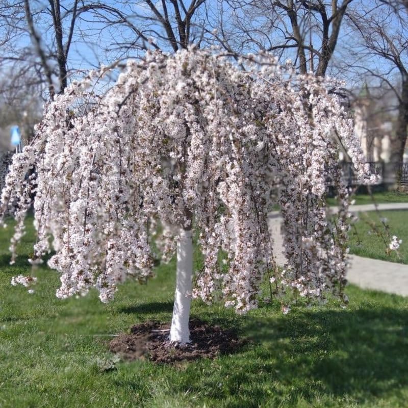 Cherry Blossom Tree, White Weeping Cherry Tree Live Plant, 6-12 Inch Tall in 2.5 Inch Pot, Dormant in Winter