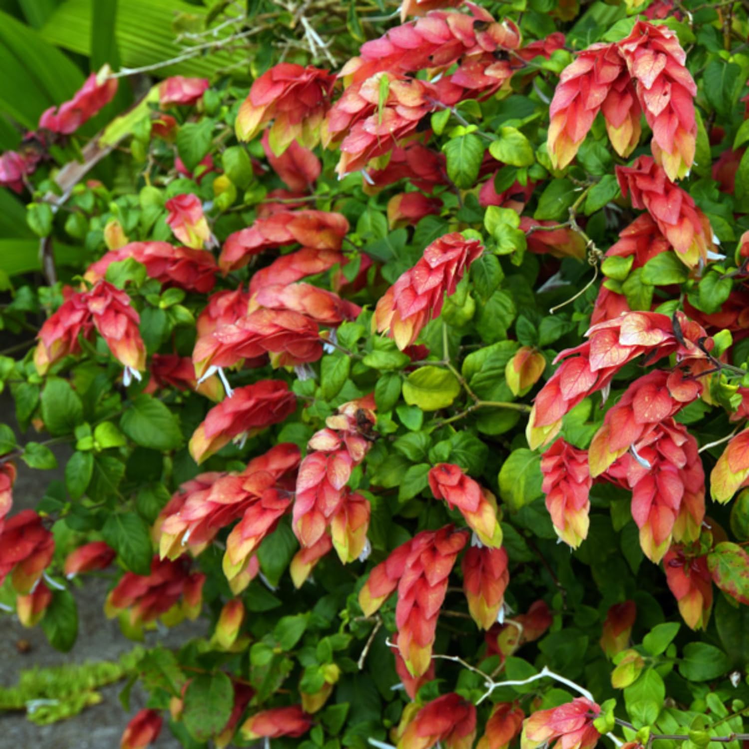 3 Live Shrimp Plants Live, Red Shrimp Plants Outdoors from 5 to 8 Inches Long