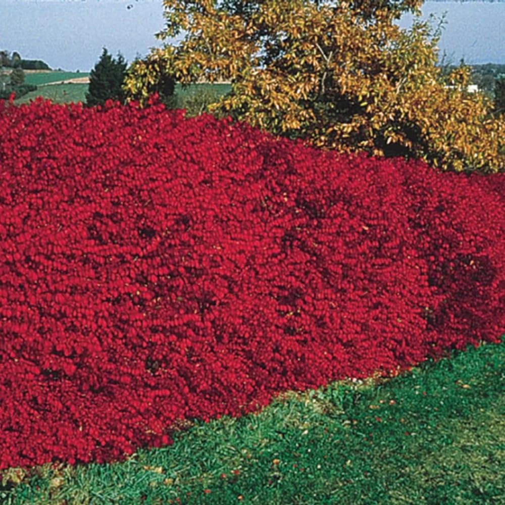 10 Dwarf Burning Bush Bare Root Plants, 4-8" Tall, Hardy Ornamental Shrub, No Ship to NY, NH, MA, VT