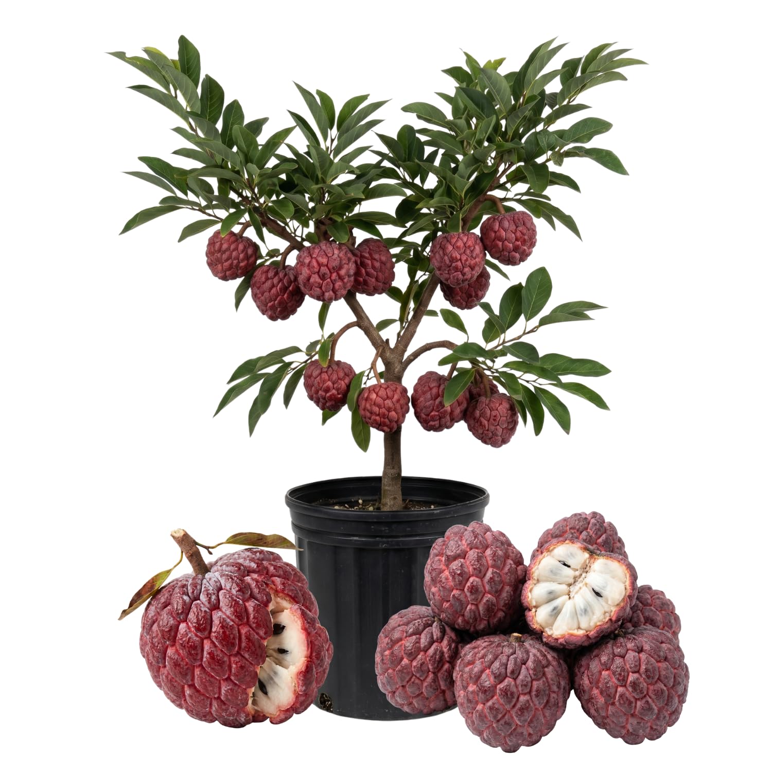 Sugar Apple Tree in 3 Gallon Pot, Rare Sweet Tropical Fruit Tree, 2-3 Feet Tall Well Rooted, Garden or Container Planting, No CA