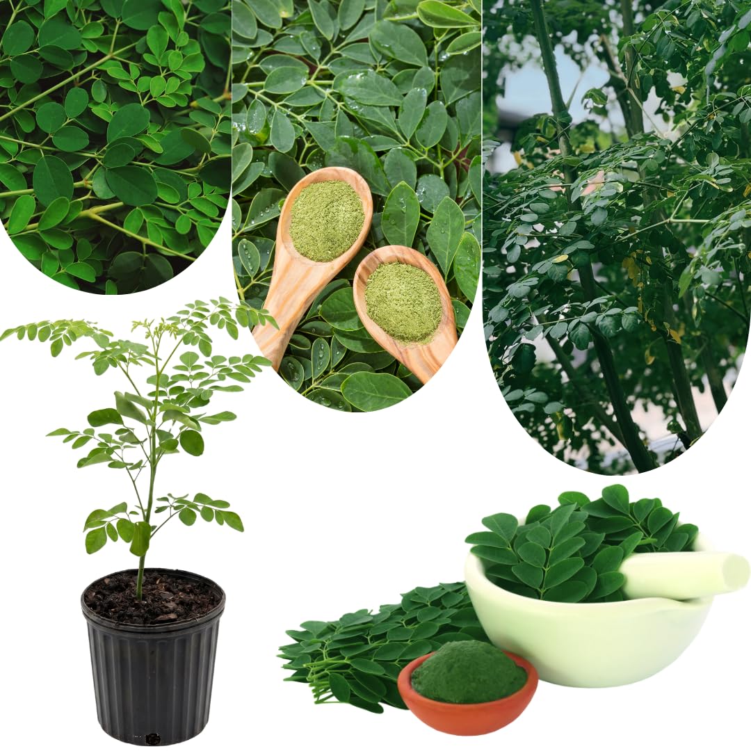 Live Moringa Tree Plant for Outdoor Growing, Moringa Oleifera Plant, Hardy Drumstick Tree Ready to Grow in 1 Gallon Pot