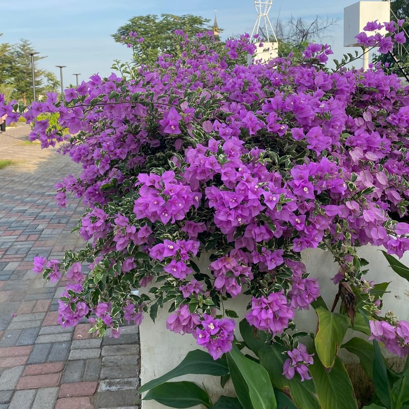 Set 2 Variegated Purple Bougainvillea Plants, 5-8" Tropical Bougainvillea Plant Starter, Colorful Perennial Blooms, Live Well Rooted Plant