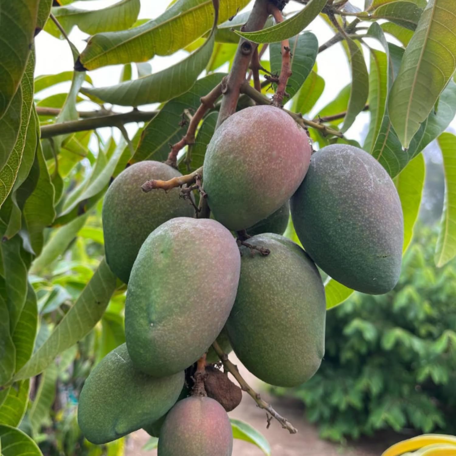Glenn Mango Plant Live, Sweet Tropical Mango Live in 3 Gallon Pot, Mango Fruit Tree for Outdoor Planting, 3-4 Feet Tall, No Ship to CA