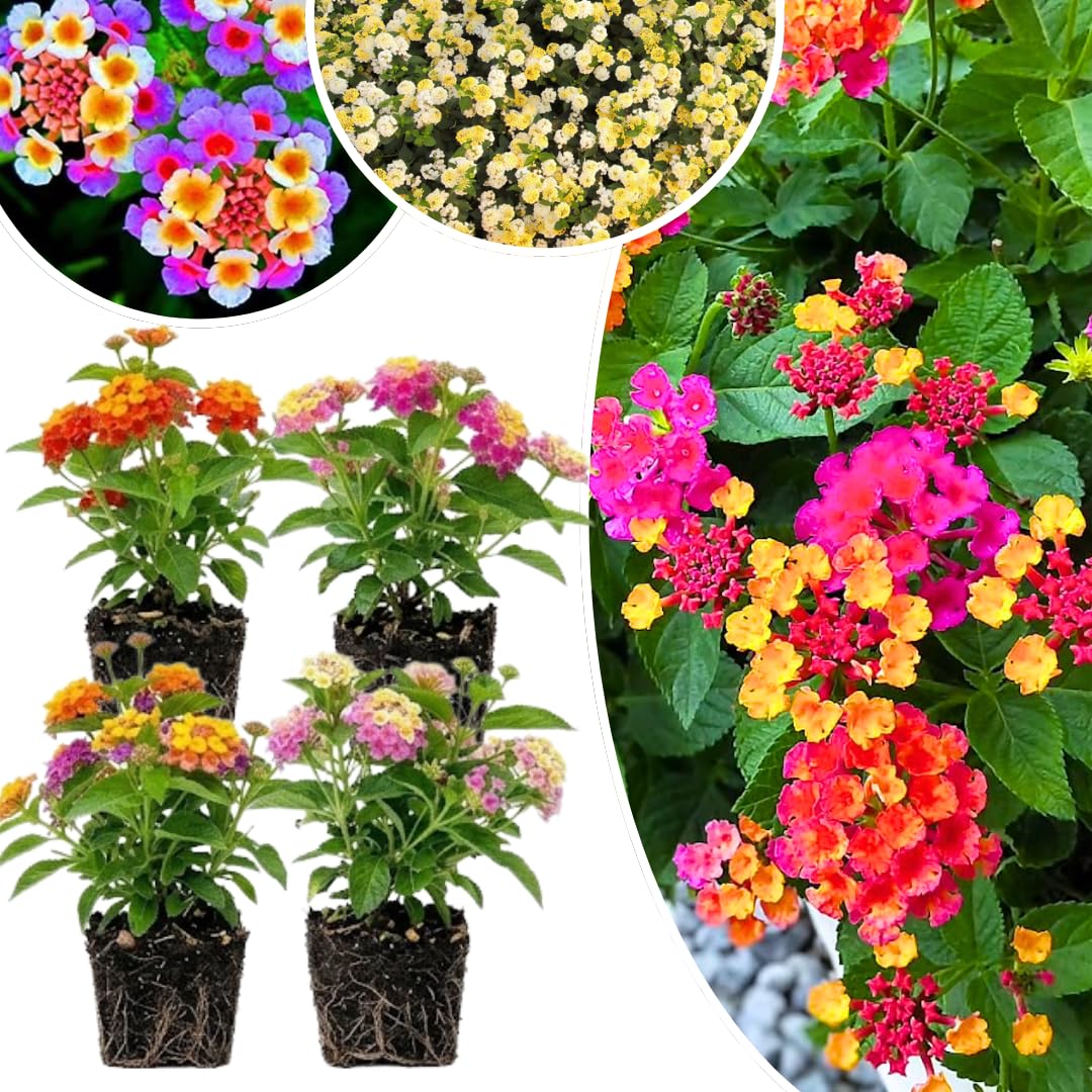 Pack 4 Lantana Plants Live for Planting, Trailing Live Plants 4-9 Inch Tall, Perennial Lantanas Flowers Indoor Outdoor (Mix Lantana)