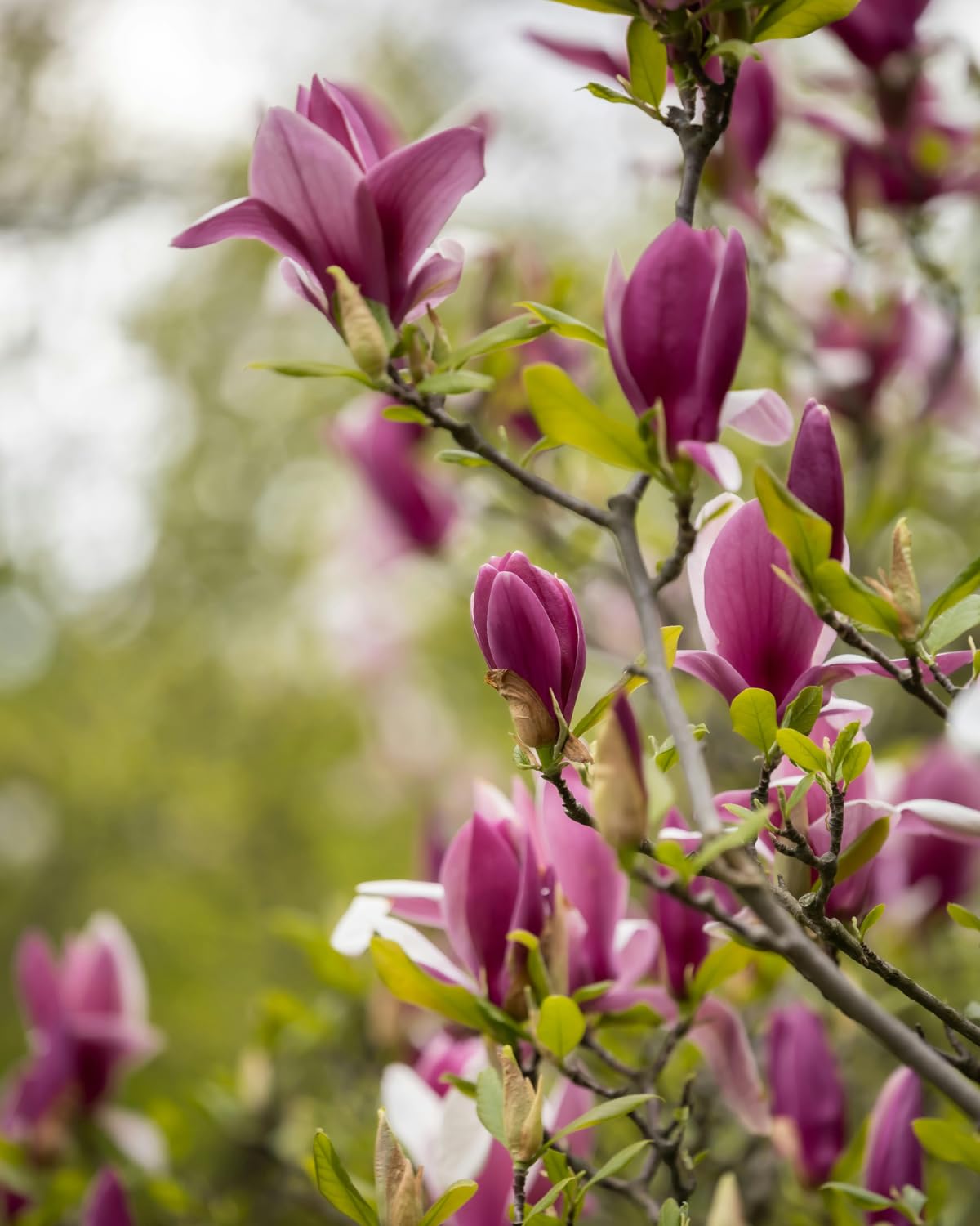 Jane Magnolia Tree, 6-12 Inch Magnolia Trees Live Plants for Planting Outdoor, 2.5 Inch Pot Fragrant Purple Pink Flowers Plant, Dormant in Winter