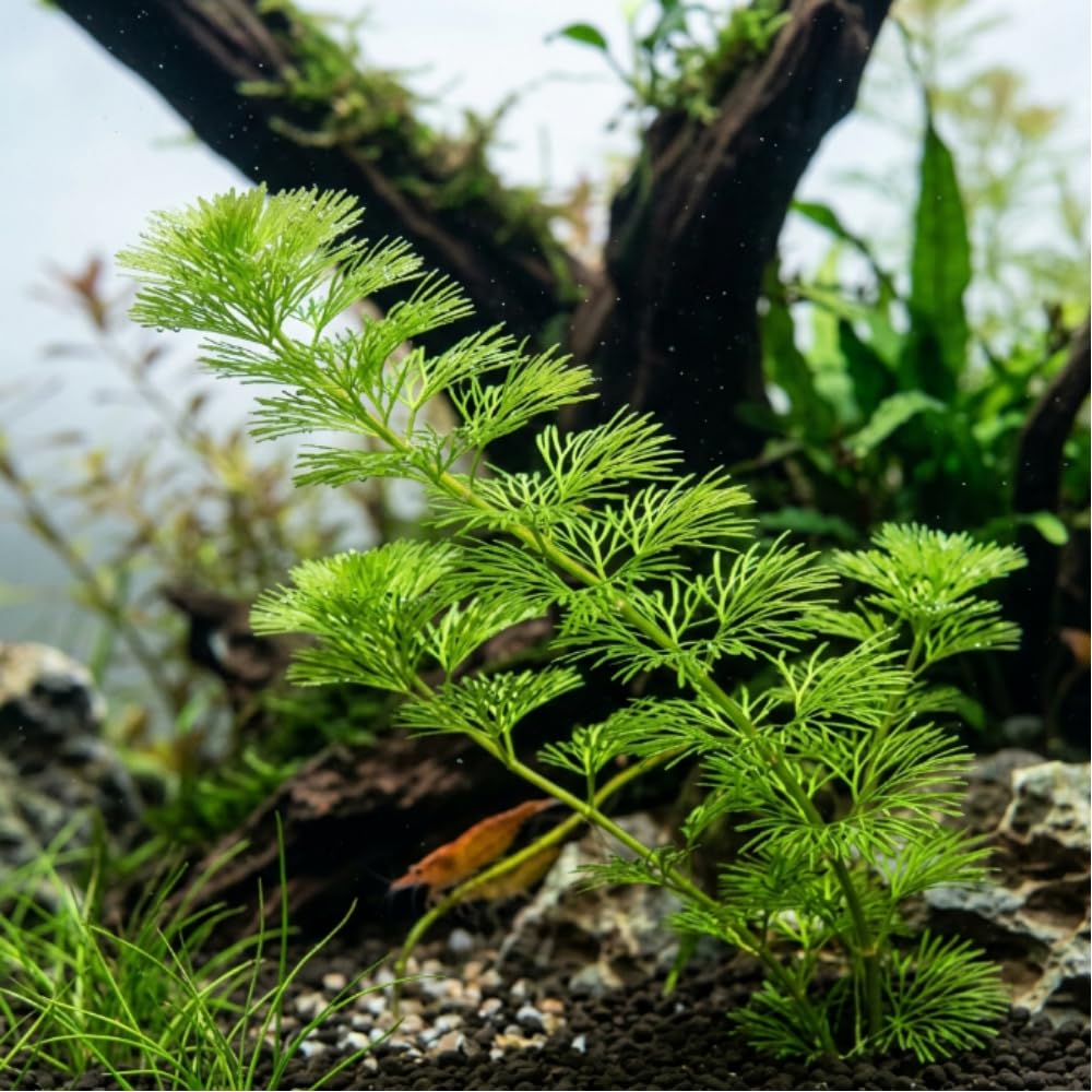 Green Cabomba Live Plant, 1 Bundle, Aquarium Plant