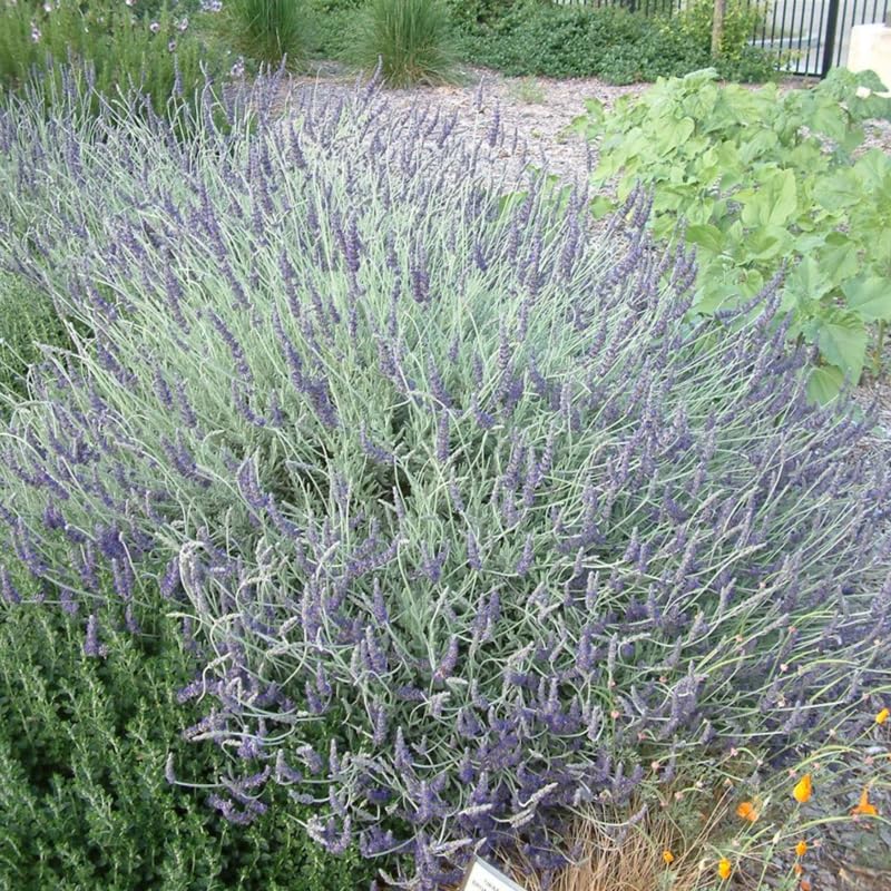2 Goodwin Creek Lavender Plants Live for Planting, 4-8" Lavender Plant, Fragrant Purple Flowers, No Pot, Bare Root Herb for Garden, Container Growing