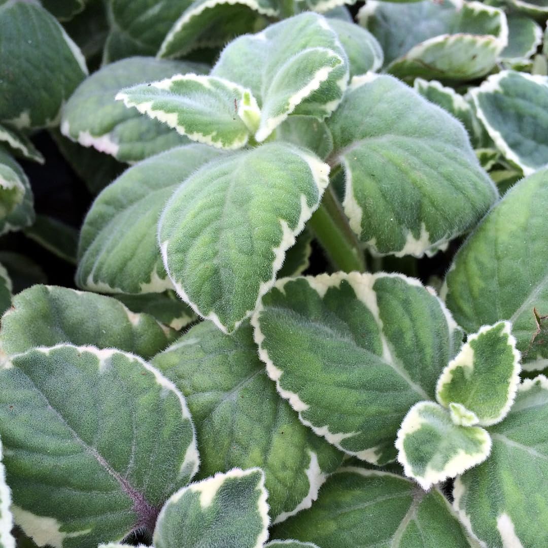 3 Variegated Cuban Oregano Plants Live for Indoor Outdoor Planting, Starter Size 4-6" in Tall, Mexican Mint Plant, Spanish Thyme Culinary Herb Indoor Outdoor Growing