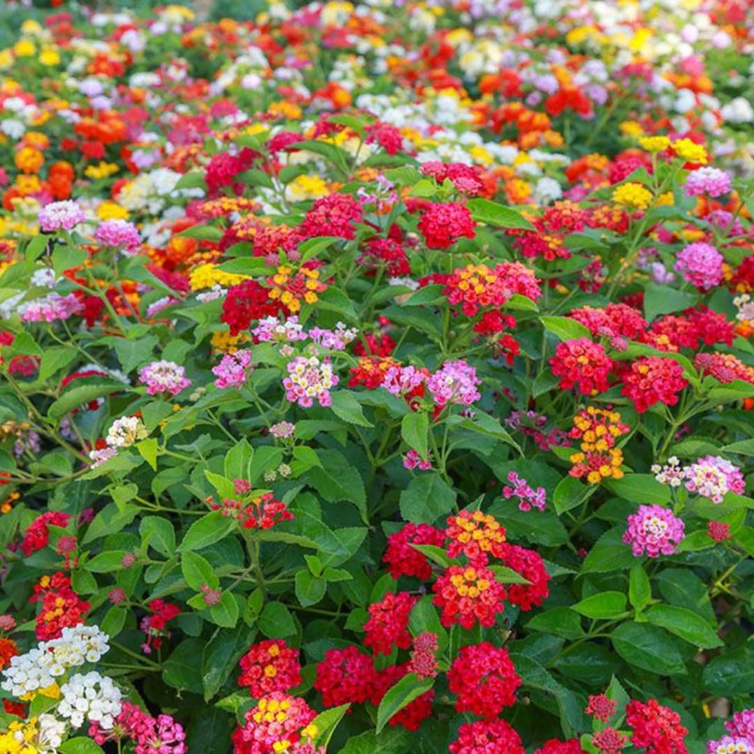 2 Red Lantana Plants Live, 5 to 7 Inches Tall, Lantana Live Plants for Planting Outdoors, Perennial Flower Plant