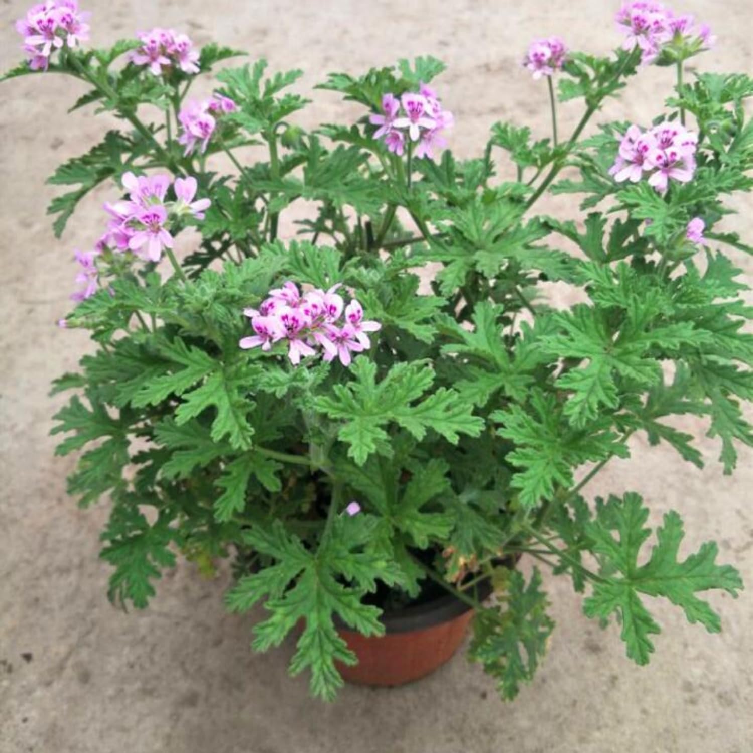 3 Citronella Plants Live, 5 to 7 Inc Tall, Citronella Herb Plants Live Gardening