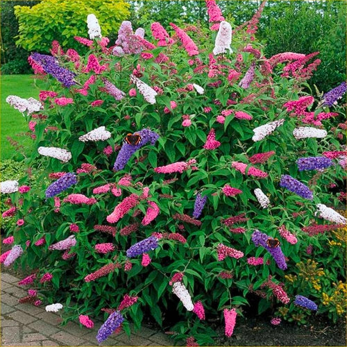 2 Butterfly Bushes Live Plants, Perennial Butterfly Bush for Outdoor Garden, Container Growing 4-7 Inches (Assorted)
