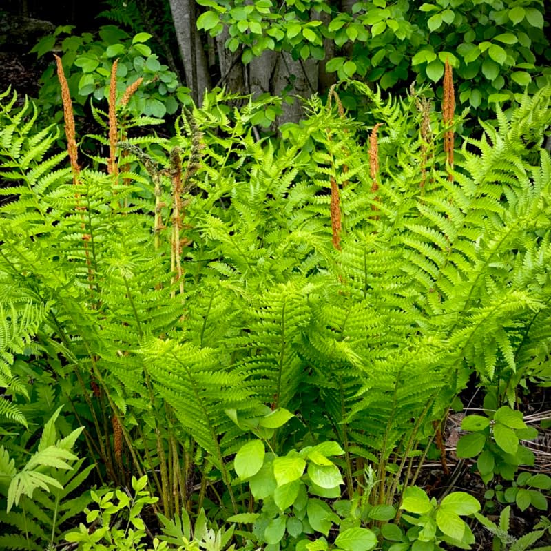 Set 5 Cinnamon Ferns Bare Roots, Ferns Live Plants 4-6 Inches, Hardy Ferns for Shade for Outdoor Garden