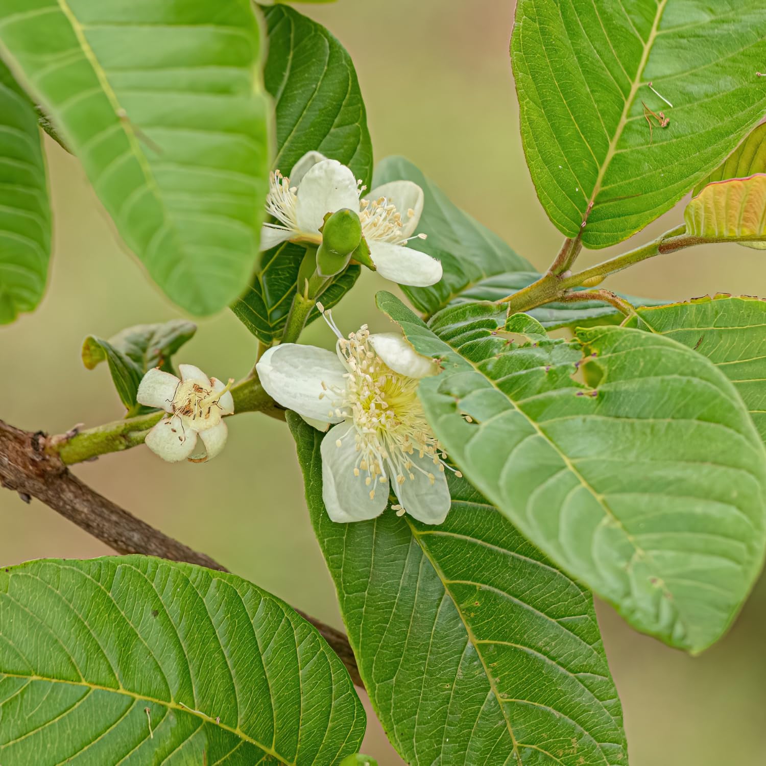 Guava Tree in 3 Gallon Pot, High Yielding Guava Fruit Tree Plant for Outdoor Garden, Tropical Plant for Backyard Orchard, Patio or Landscape Growing (White Guava)