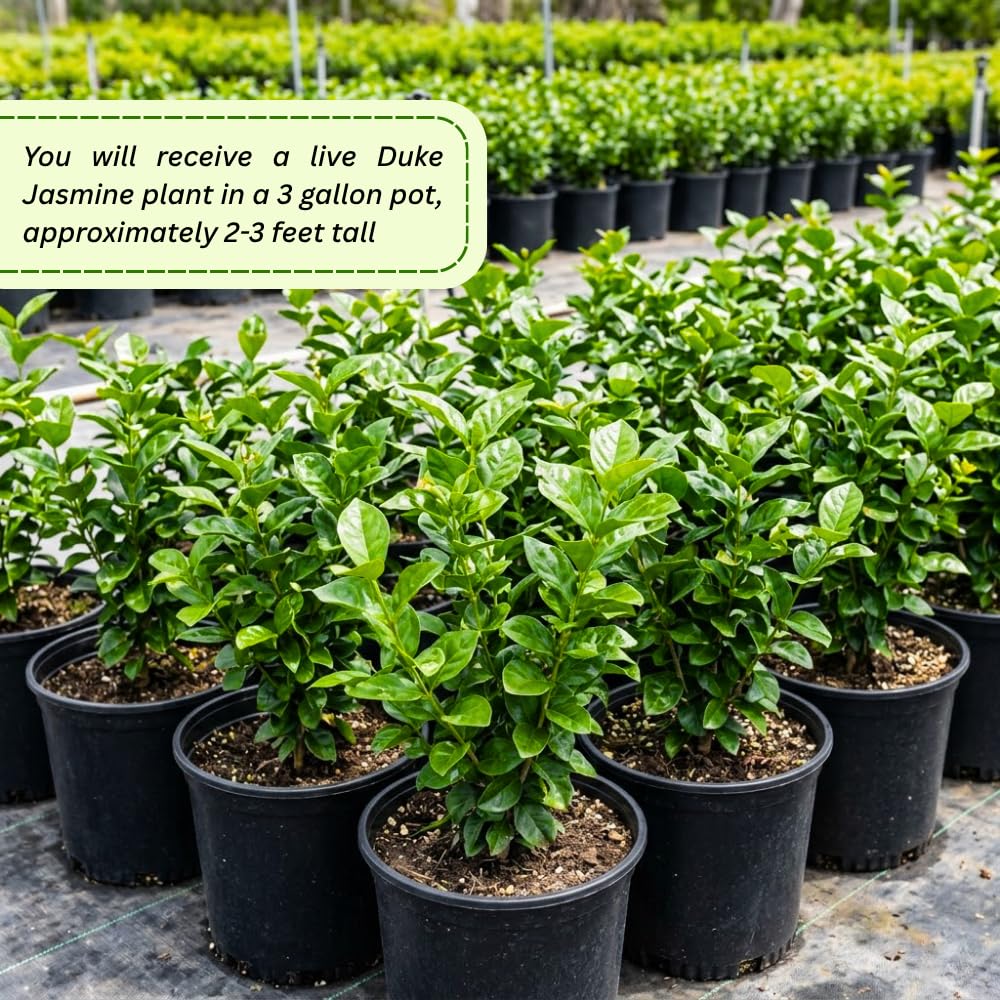Duke Jasmine Plant Live, Jasmine Plant Indoor Live, Well Rooted in 3 Gallon Pot, 2 Feet Tall, Fragrant Flowers for Indoor Outdoor Planting, No Ship to CA
