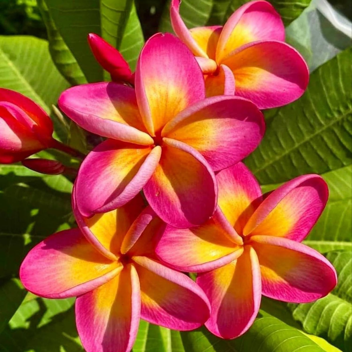 2 Plumeria Cuttings, Plumeria Frangipani Cutting for Planting Outdoor, Hardy, Fragrant Flowering Plants (Bright Pink Flowers)