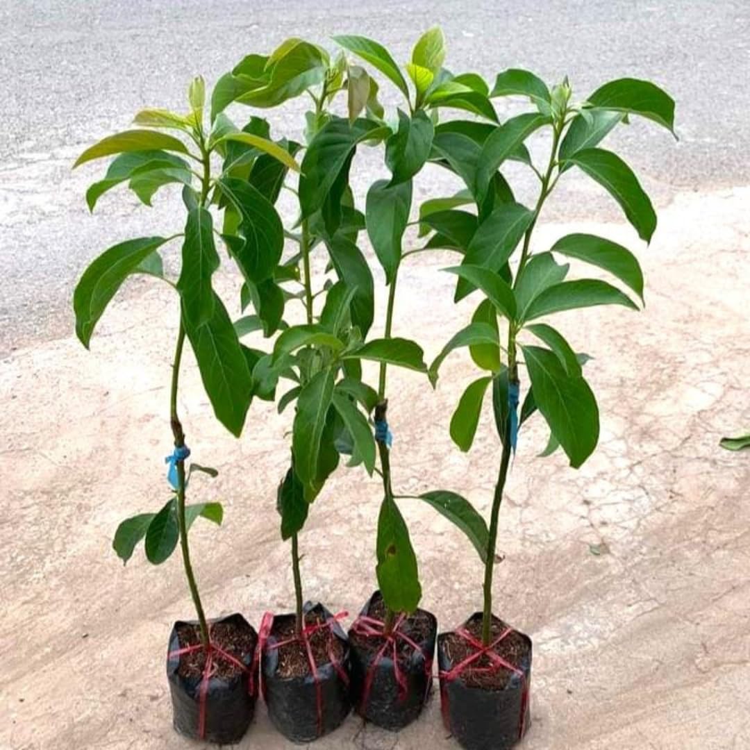 Live HASS Avocado Tree, Grafted Tropical Avocado Fruit Tree, 1-2 Feet Tall in 3 Gallon Pot, Ready for Planting, No Ship to CA