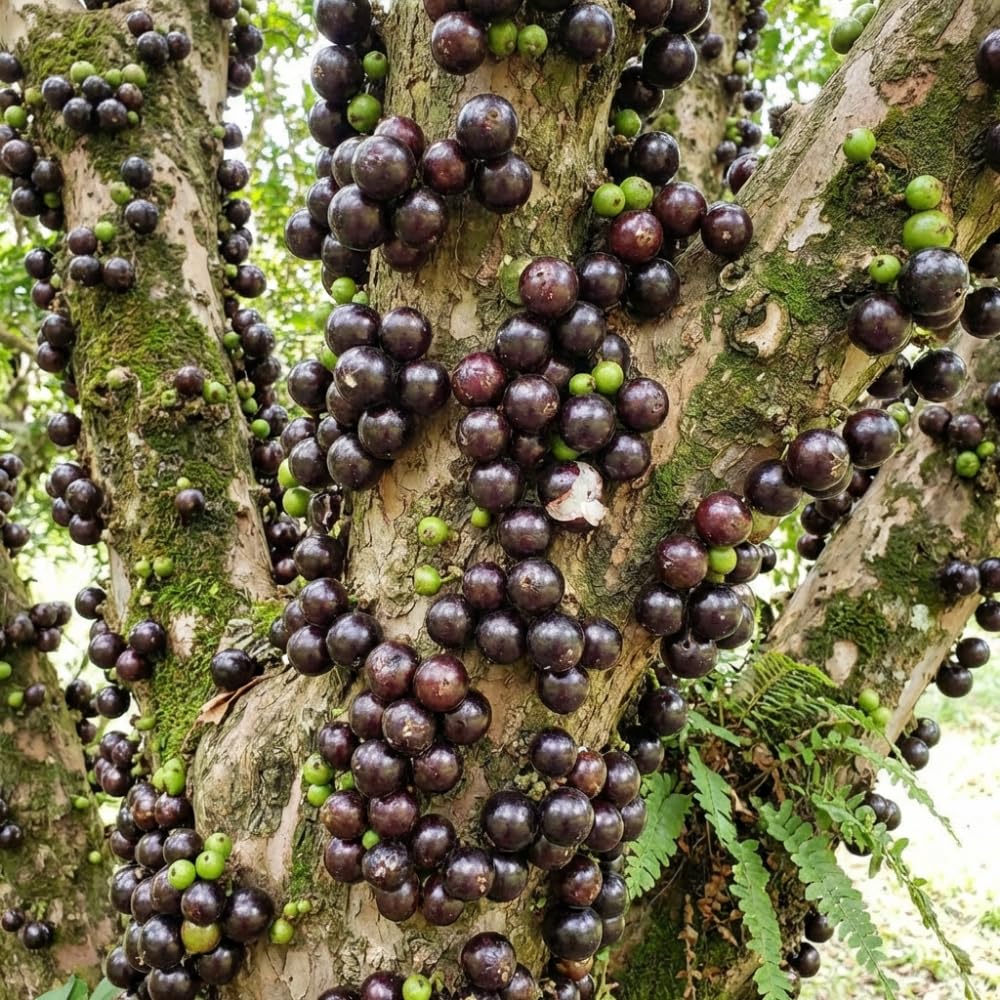 Jaboticaba Tree Live Plant, Jaboticaba Tree, Jabuticaba Fruit Tree, 2-3 Feet Tall, Black Jabuticaba Plant for Indoor Outdoor Growing