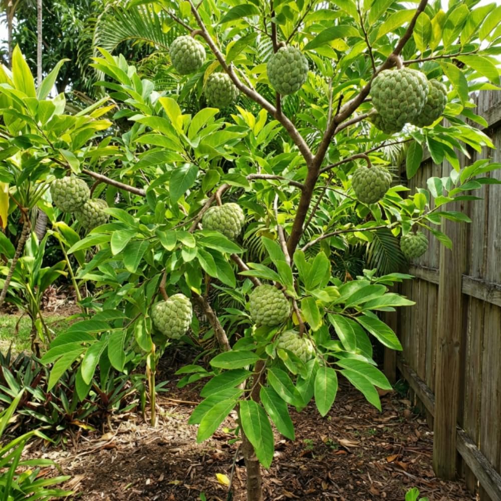 Apple Plant Live, Sweet Tropical Fruit, Sugar Apple Fruit Tree 2-3 Feet Tall in 3 Gallon Pot, Outdoor Planting, No Ship to CA (Green Sugar Apple)
