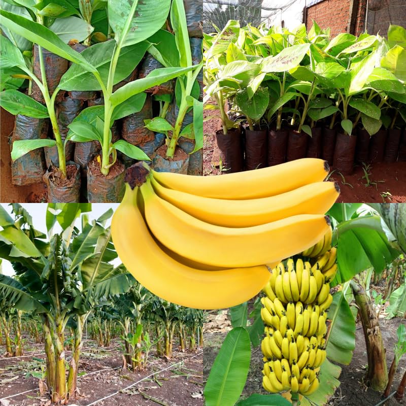 2 Dwarf Cavendish Banana Trees Live Plants Well-Rooted, High Yield and Easy to Grow Banana Plants, 4-9 Inc Tall, No Pot, Cold Hardy, Compact Size