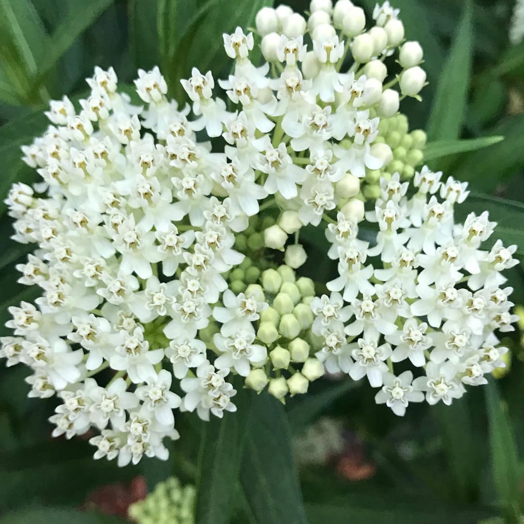 Set of 2 Live Milkweed Plants, Perennial Butterfly Milkweed Plants, Asclepias Tuberosa Plant, 5-8 Inch Tall for Indoor or Outdoor Planting, No Pot (White Milkweed)