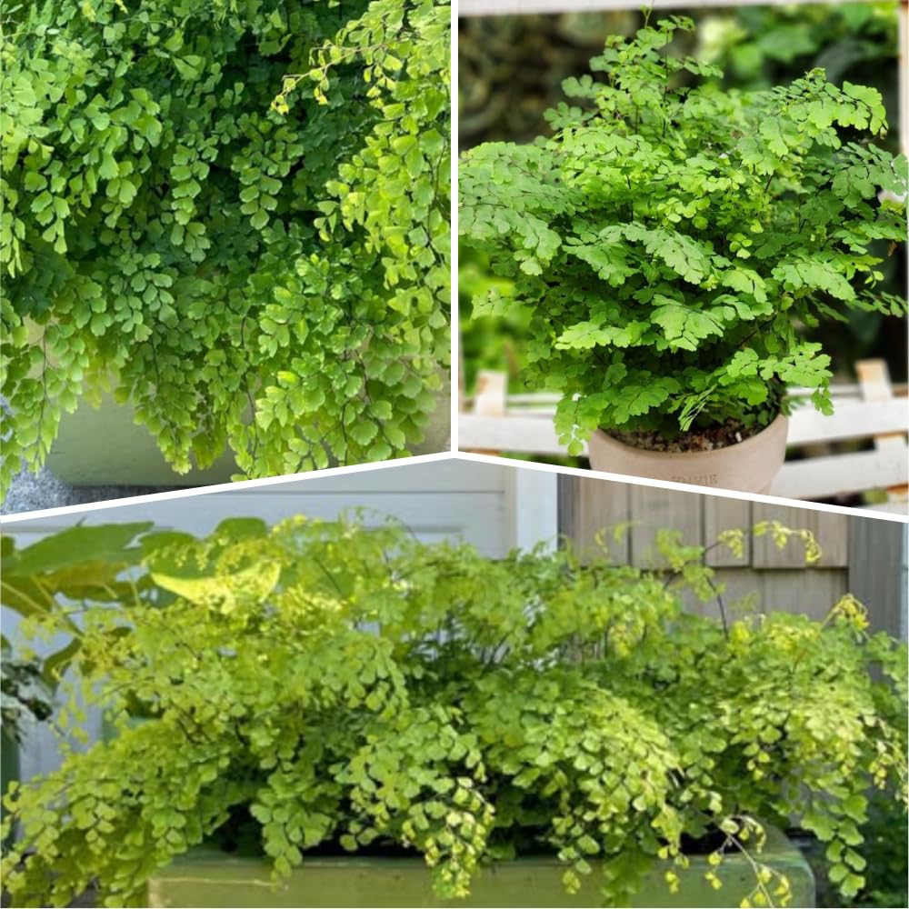 5 Maidenhair Ferns Rhizomes Outdoor Indoor, Live Ferns Roots for Outdoors, 3 to 5 Inc Tall
