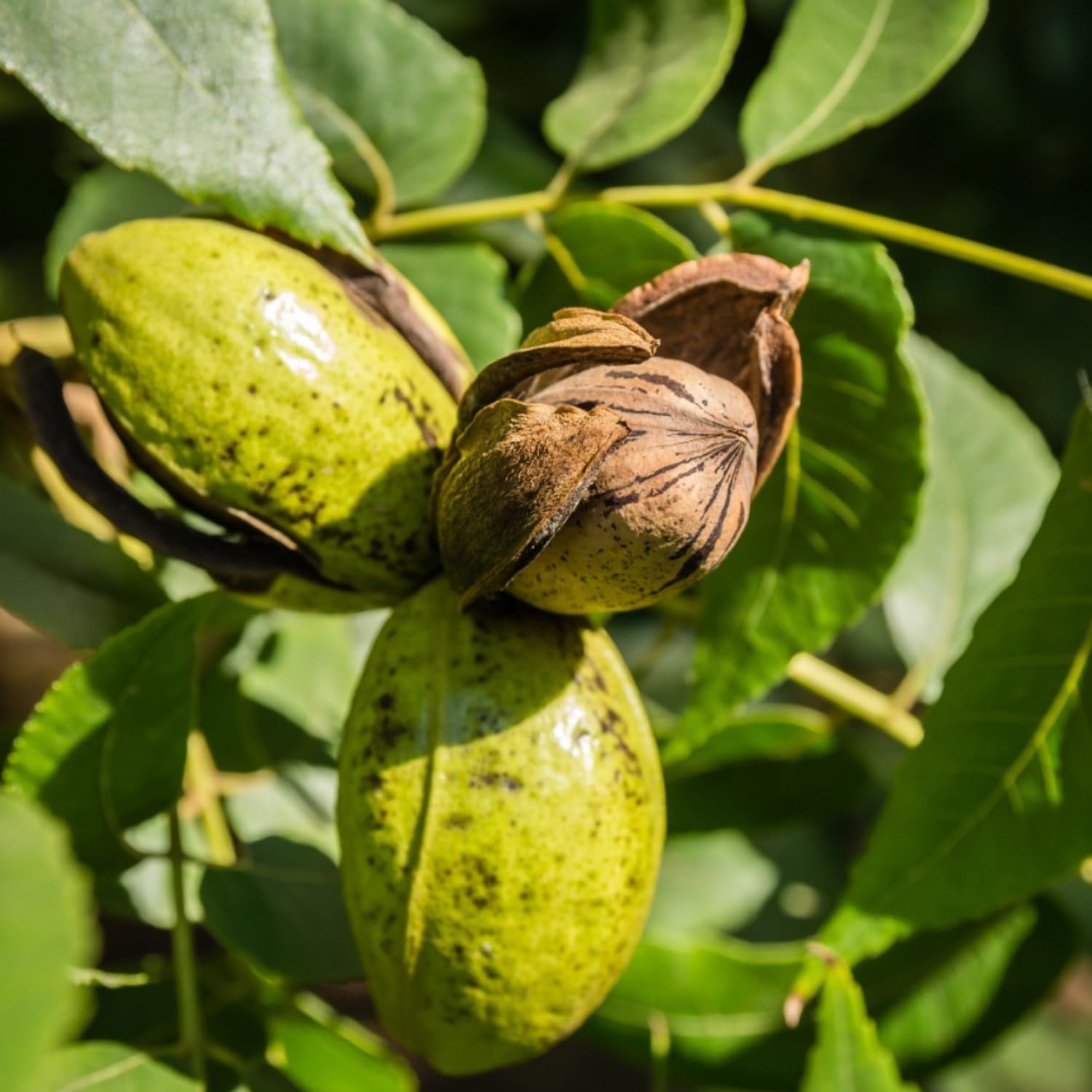 2 Pecan Tree Live Plants, Hardy Pecan Seedlings, 12 Inches Tall, Ready to Plant Outdoor Garden