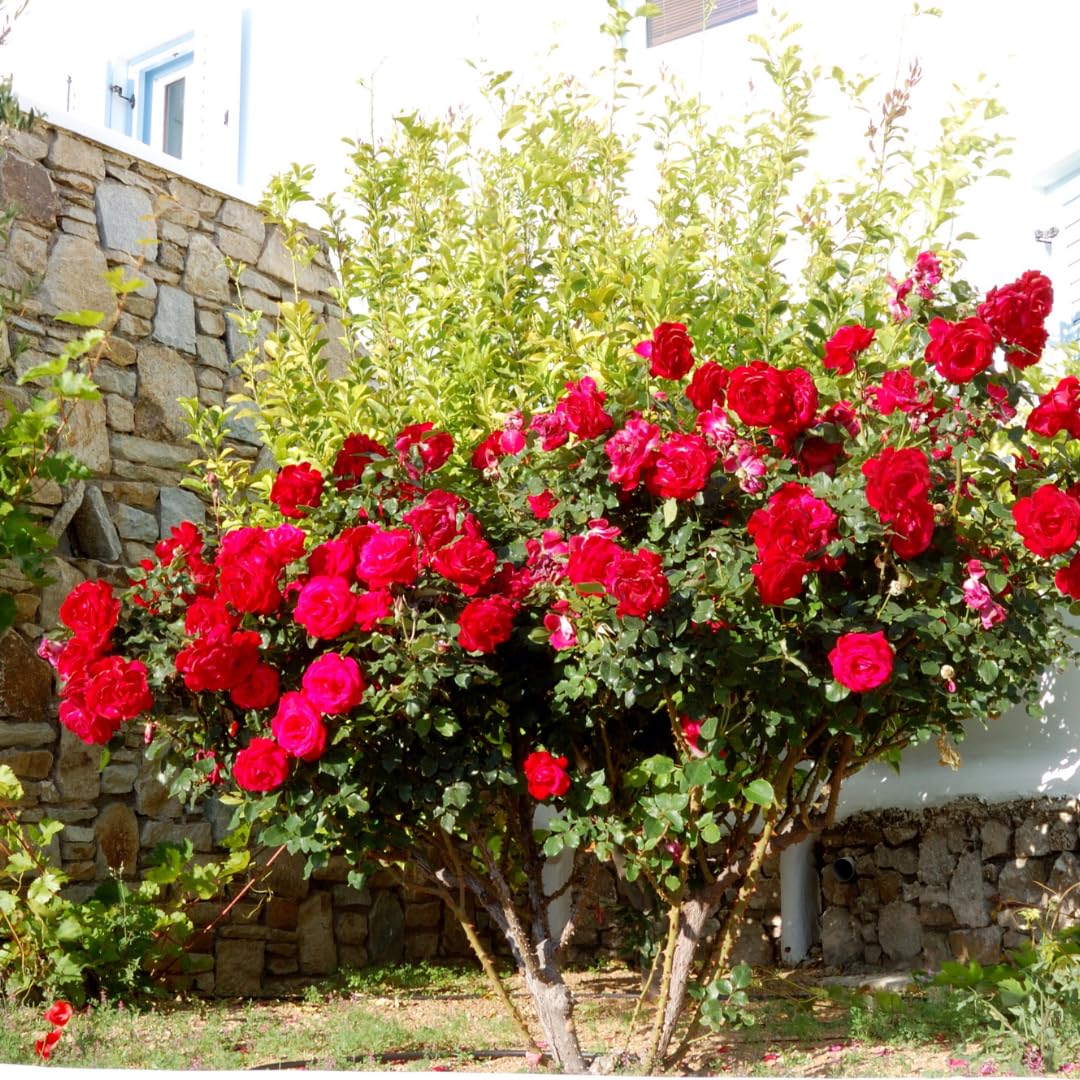 Set 4 Red Mini Roses Bushes Live Plants, Starter Live Rose, Fragrant and Vibrant Color, Zones 5 to 9, Size 5 to 10 Inches Tall