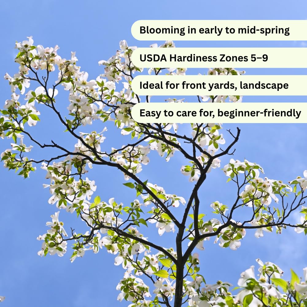 Dogwood Bare Root Plant, Flowering Dogwood Tree Live Plant, 12-18 Inches Tall, Spring Blooms, Flowering Ornamental Tree for Outdoor Garden