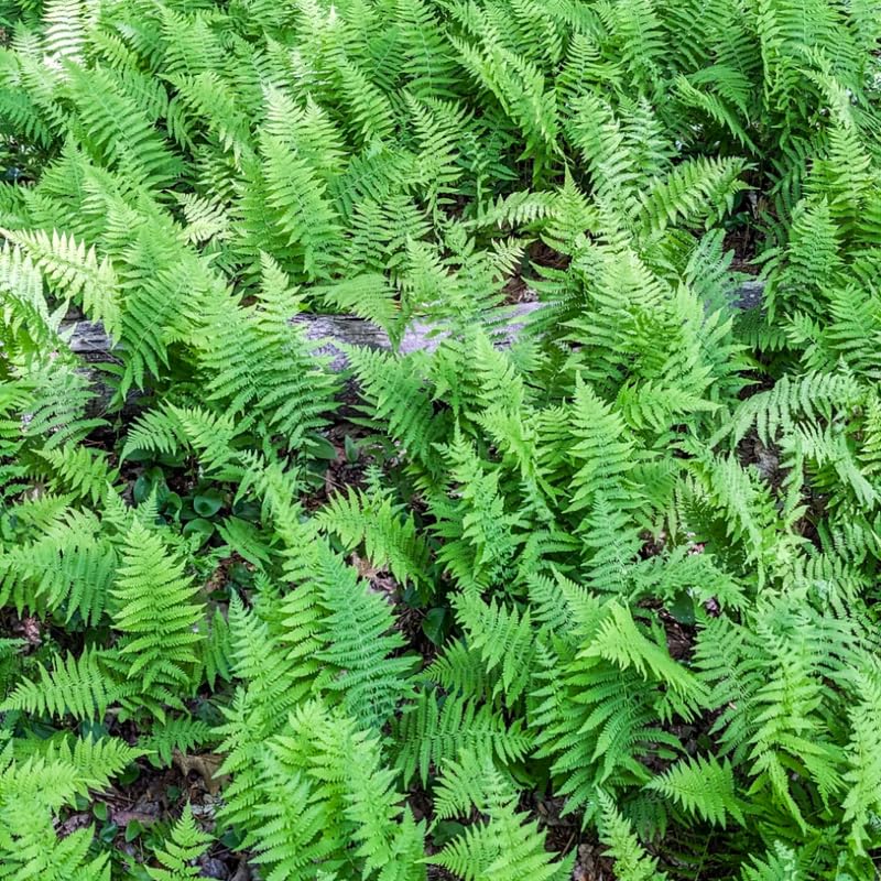 Set 5 Ferns Bare Roots, Ferns Live Plants 4-6 Inches, Hardy Ferns for Shade for Outdoor Garden