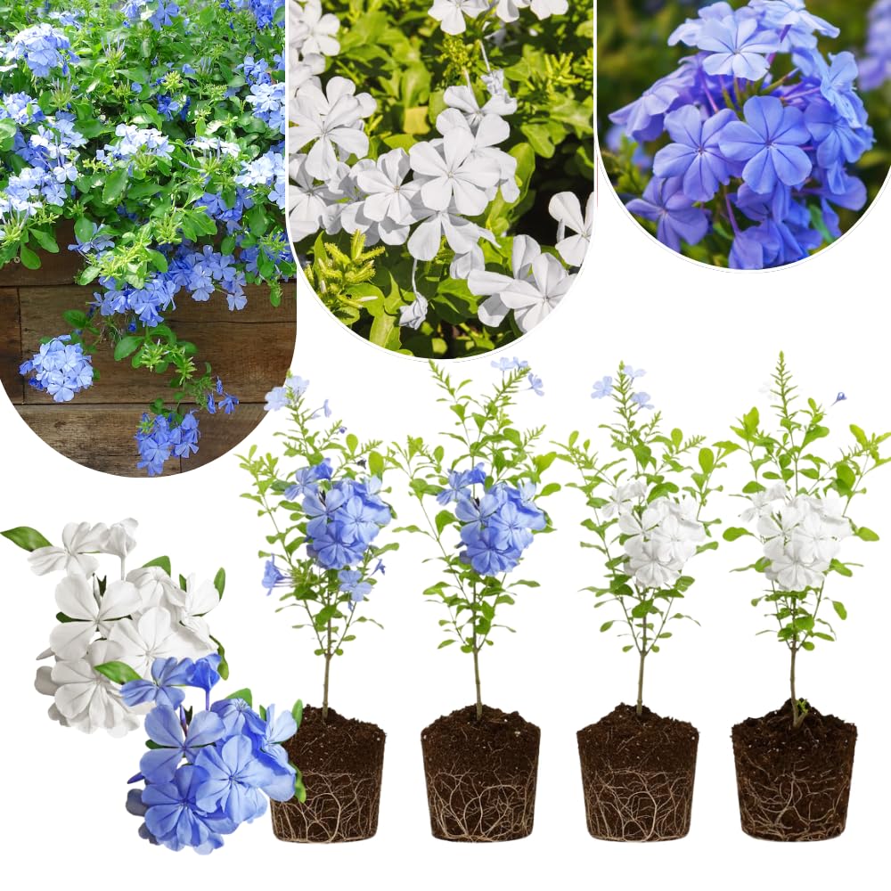 Pack 4 Mix Plumbago Plants Live, 4-7 Inches Tall, Tropical Flowering Shrub for Garden or Containers