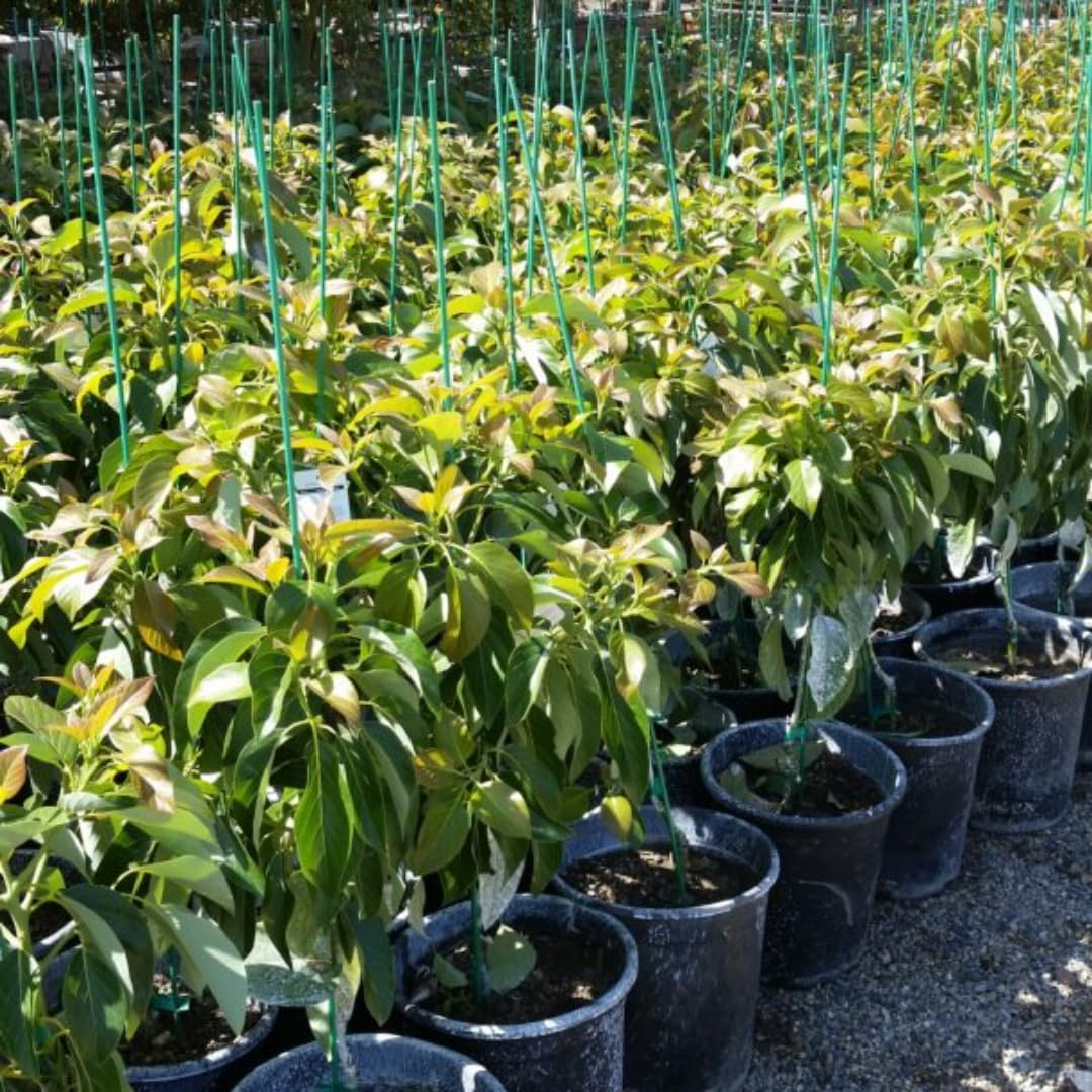 3 Gallon Big Avocado Tree Live Plant, 1-2 Ft Well Rooted, Ready to Bear Fruit, 2 Years Old Live Avocado Tree Plant Grafted (Dwarf Super HASS)