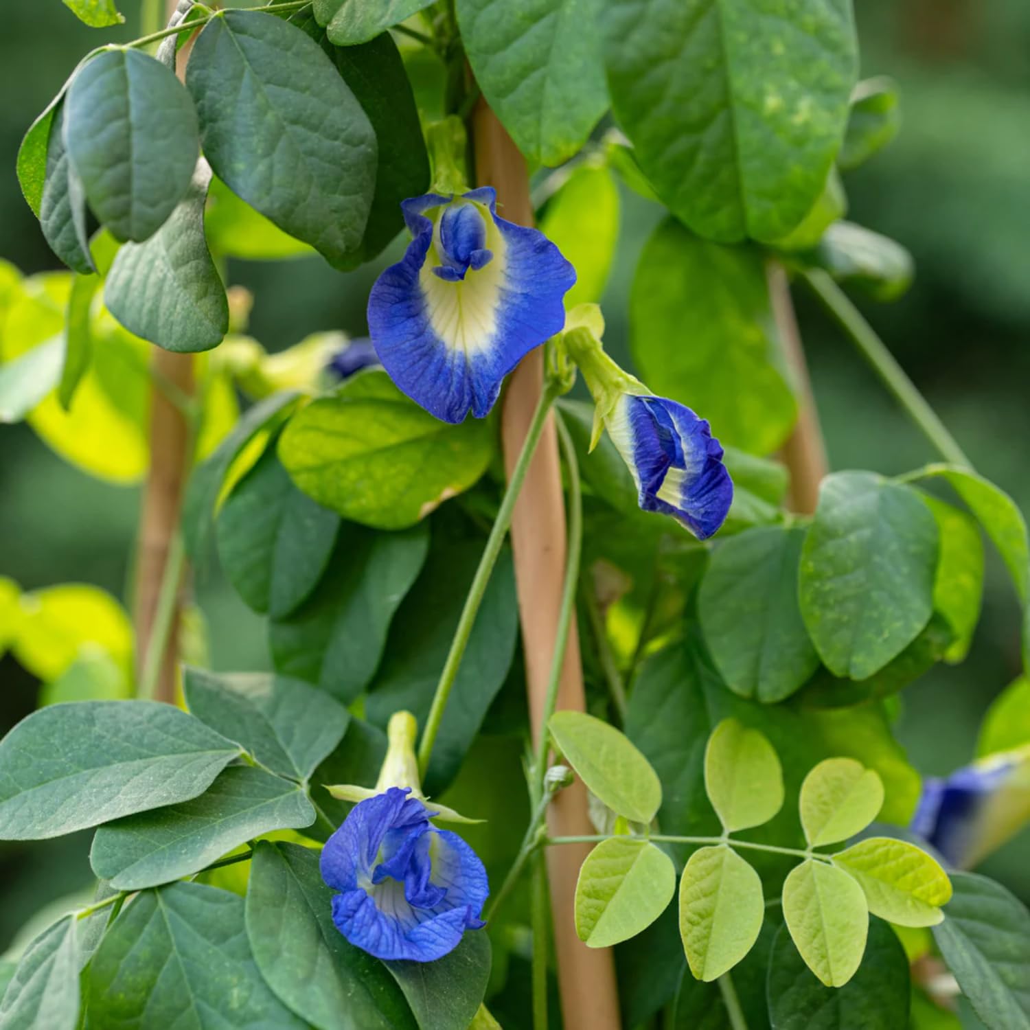 100 Butterfly Pea Seeds for Planting, Butterfly Pea Flower Seeds, Vine Plant Indoor Outdoor Home Garden