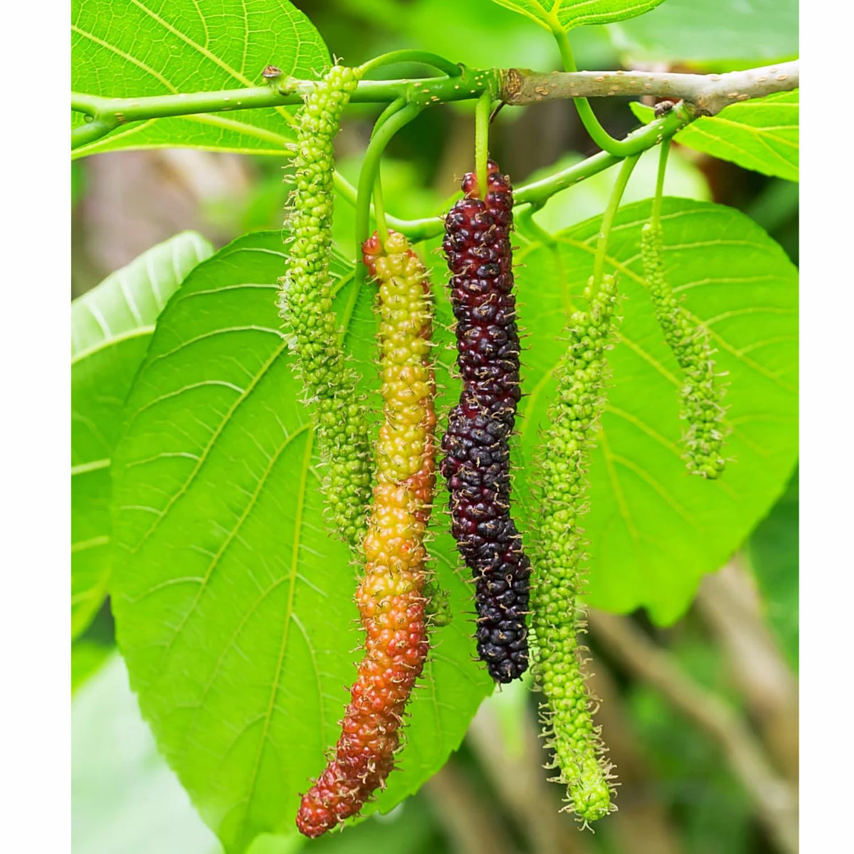 2-Pack Pakistan Mulberry Plants Live, Mulberry Fruit Trees, Hardy Mulberry Trees Live Plants, Mulberry Seedlings, 5-9 Inch Tall
