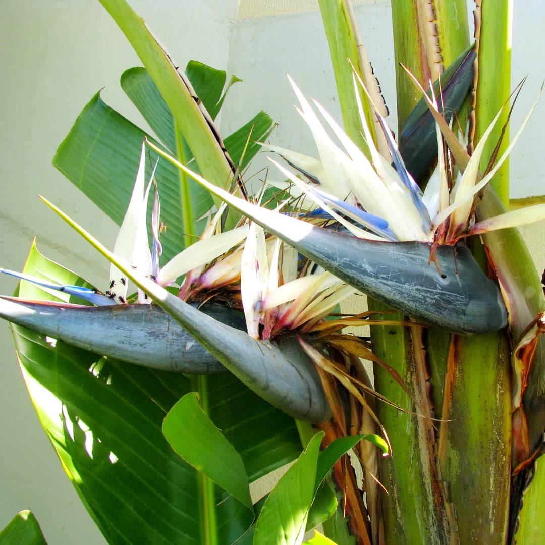Set 2 White Bird of Paradise Plant, Bird of Paradise Plants Live, 4 to 6 Inch for Planting