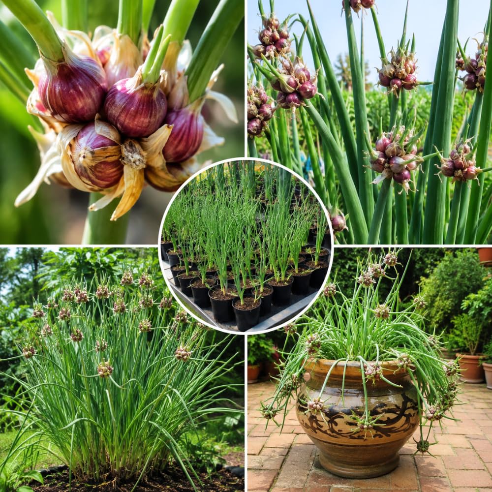10 Egyptian Walking Onion Live Plants, Well Rooted, 2 Year Old