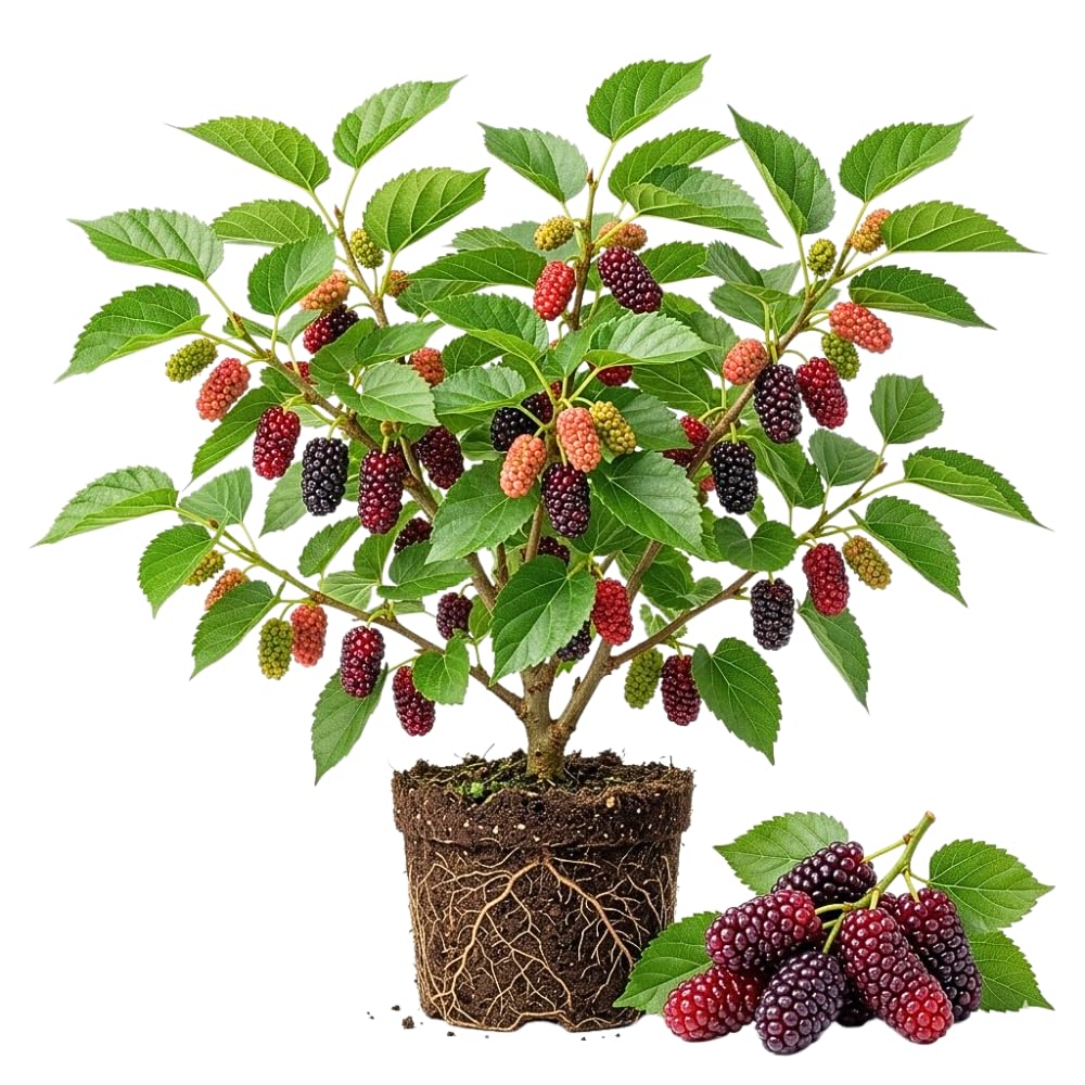 Red Mulberry Fruit Plant Live, Sweet Edible Fruit Tree, 4-7 Inch Tall