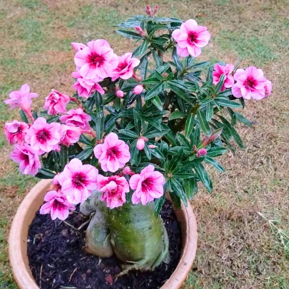 Pack 2 Desert Rose Plants Live, Adenium Desert Rose, Indoor Outdoor Planting from 4 Inches (2 Pink)