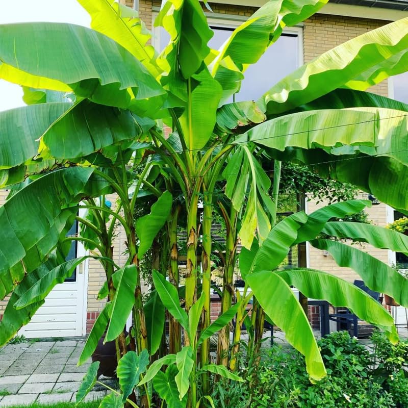 Cold Hardy Basjoo Banana Tree Live Plant 4–7″ Tall, Tropical Banana Plant, Fast Growing, Indoor and Outdoor Growing