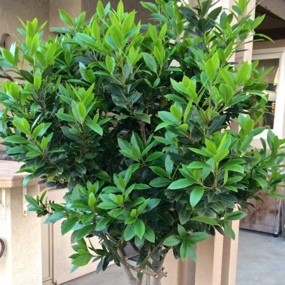 2 Bay Laurel Plants Live, 4-8 Inches Tall, Fragrant Bay Leaf Trees for Outdoor Planting, Laurus Nobilis Herb Home Garden