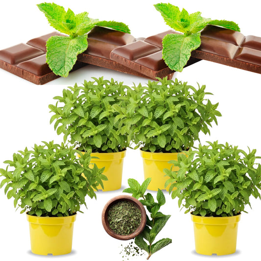 4 Berries Creams Mint Plants Live for Spring Planting, Fragrant Culinary Herb Mint for Indoor Outdoor Zones 3-11, Very Hardy and Fast Growing, Size 4-7" in Tall
