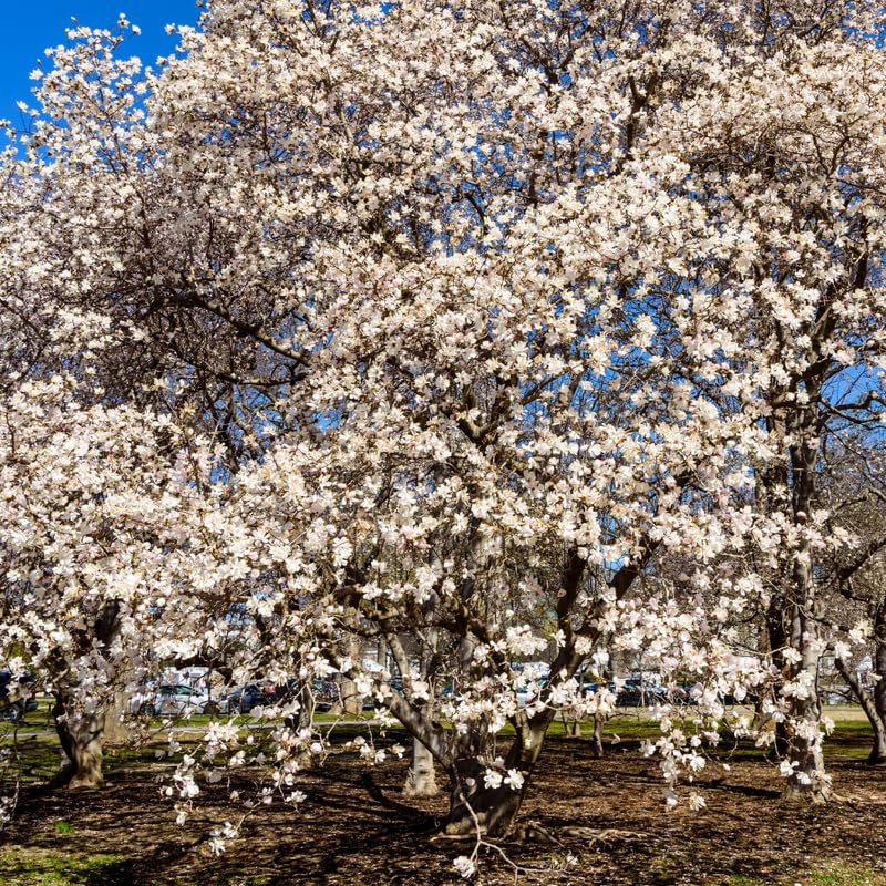 White Dogwood Tree Live Plant, 6-12 Inch Tall Hardy Dogwood Plant in Quart Pot, Dormant in Winter