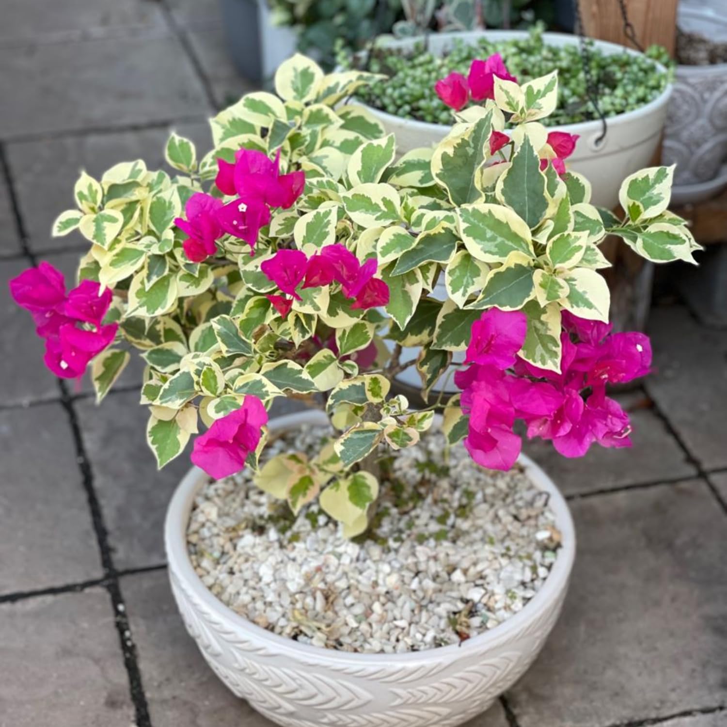 Set 3 Mix Bougainvillea Plants, 5-8" Colorful Bougainvillea Plants, Well Rooted, Perennial Tropical Blooms