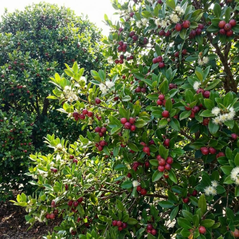 Strawberry Guava Plant Live, Hardy Tropical Guava Plant 3-4 Feet, Guava Fruit Tree Well Rooted in 3 Gallon Pot, No Ship to CA