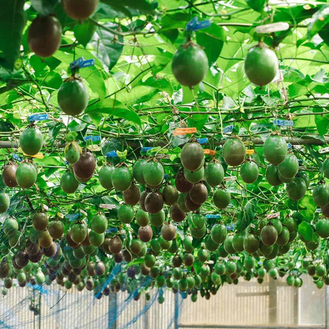 Set 2 Purple Passion Plants Live, Passion Fruit Vine Live Plant, 4 to 6 Inc Long