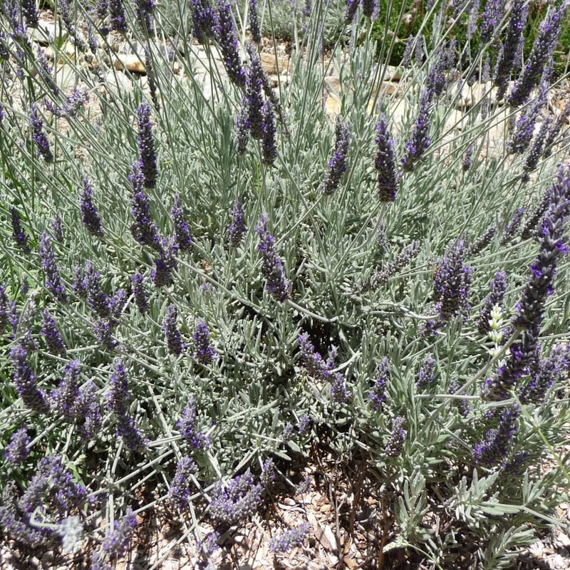 Set 2 Gray Leaf Lavender Plants Live, Fragrant Lavender Herb Plant for Border and Container Growing, Perennial Lavenders Plugs 3-5'' Tall