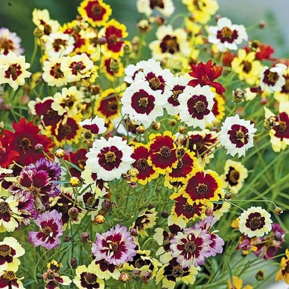 2 Coreopsis Live Plants, Mix Coreopsis Perennial Flowers Well Rooted Plug 3-5" Tall, Tickseed Plants Live