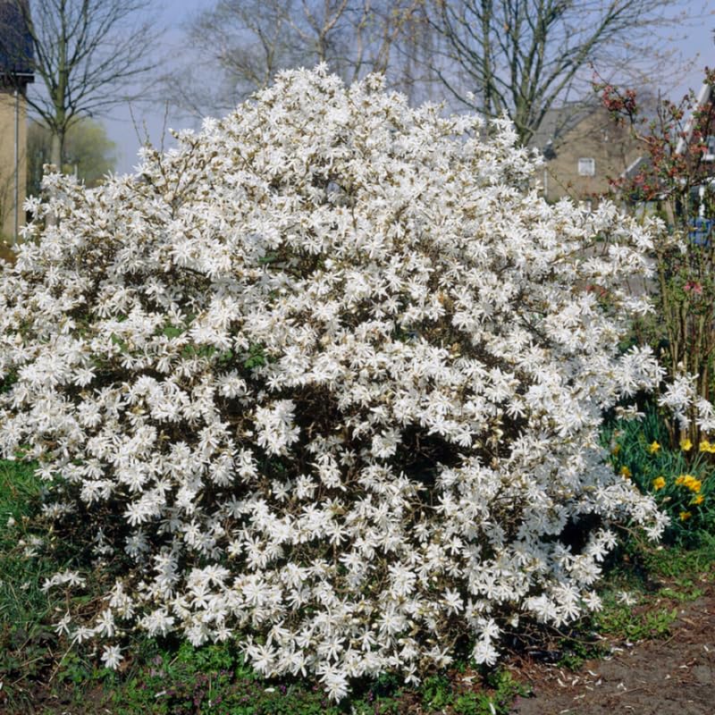 Star Magnolia Tree Live Plant in 4-8 Inches, Fragrant Spring Blooms, Hardy Perennial Magnolia Flowers Potted Ready to Grow, Winter Dormant