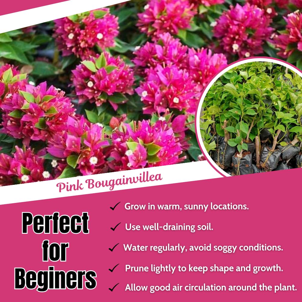 2 Bougainvillea Plants Live, Bougainvillea Flowering Vine Plant, Colorful Climbing Plants for Indoor Outdoor Garden 4-7 Inches (Deep Pink)